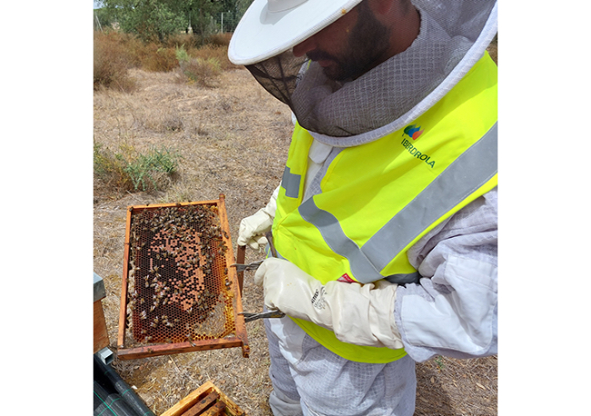 Foto Iberdrola facilita la apicultura en sus centrales fotovoltaicas.
